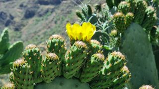 2023-04-GranCan-Guayadeque-083.jpg